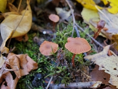 Laccaria ohiensis
