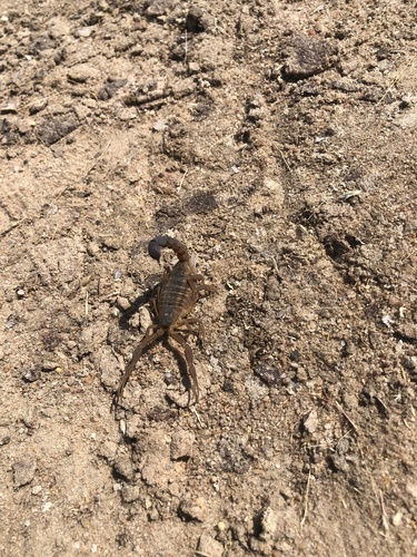 Sesriem Scorpion