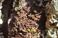 Physconia grumosa