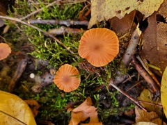 Laccaria ohiensis