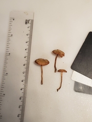 Laccaria ohiensis