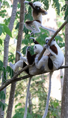 Propithecus coquereli