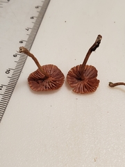 Laccaria ohiensis