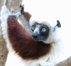 Propithecus coquereli