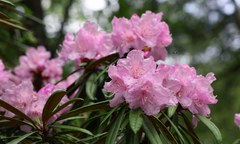 Rhododendron makinoi