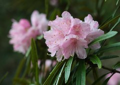 Rhododendron makinoi