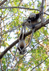 Propithecus coquereli