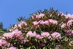 Rhododendron makinoi