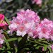 Rhododendron makinoi - Photo (c) 空猫 T. N,  זכויות יוצרים חלקיות (CC BY-NC), uploaded by 空猫 T. N
