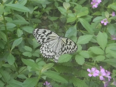 Idea leuconoe