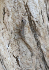 Lygodactylus tolampyae