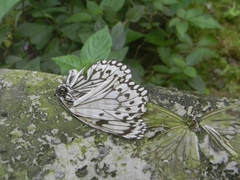 Idea leuconoe
