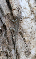 Lygodactylus tolampyae