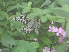 Idea leuconoe