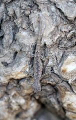 Lygodactylus tolampyae