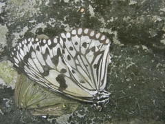 Idea leuconoe