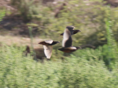 Coturnix delegorguei