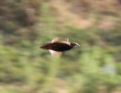 Coturnix delegorguei