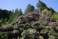 Rhododendron makinoi