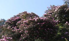 Rhododendron makinoi