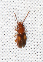 Laemophloeidae