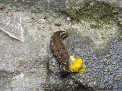 Theretra oldenlandiae