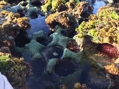 Zoanthus pulchellus