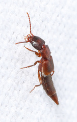 Achenomorphus corticinus