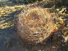 Eriosyce curvispina