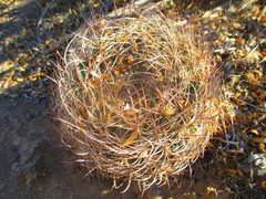 Eriosyce curvispina