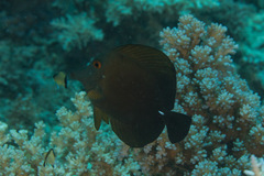 Zebrasoma scopas