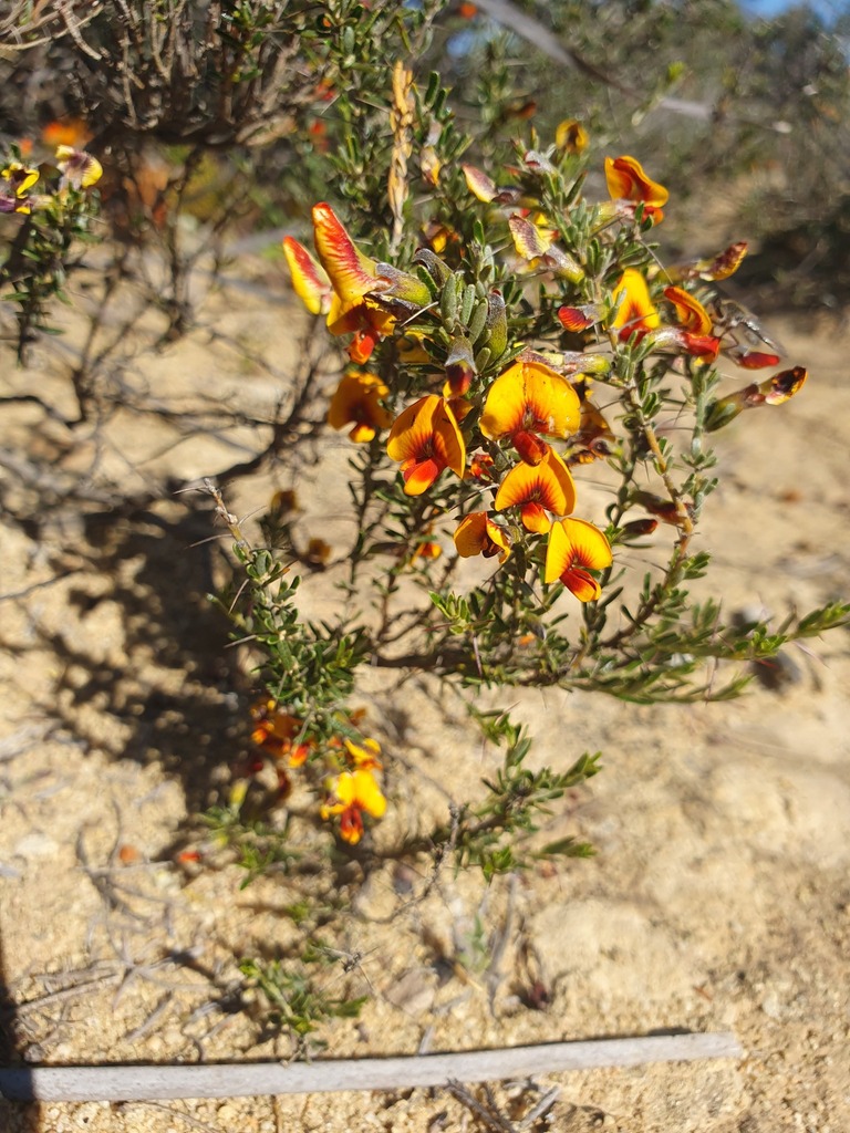 Mirbelia multicaulis