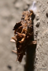 Brachycyttarus griseus