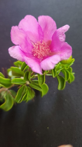 Leuenbergeria portulacifolia, photograph 3