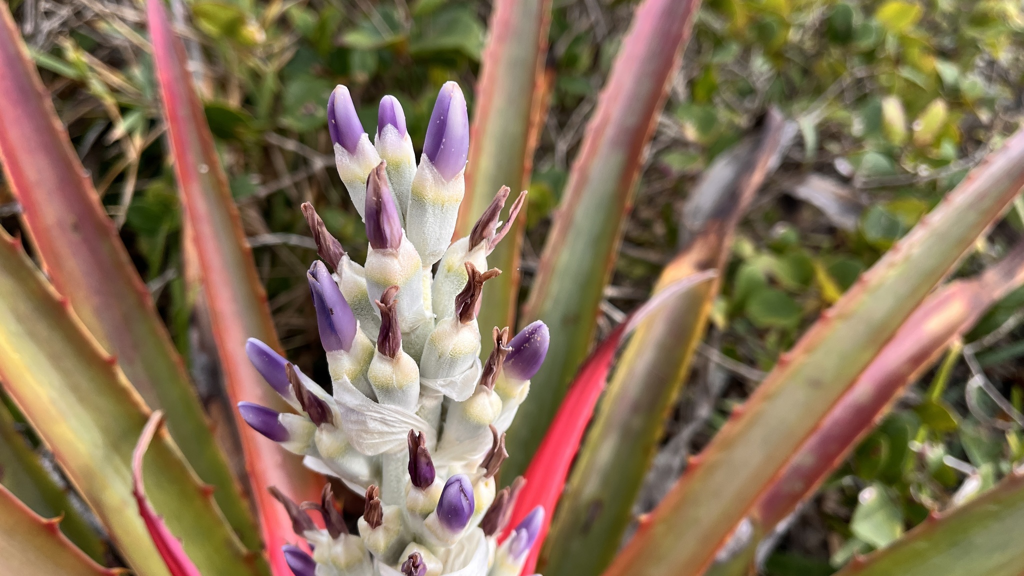 Bromelia antiacantha