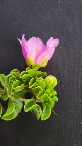 Leuenbergeria portulacifolia, photograph 4