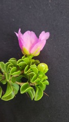 Leuenbergeria portulacifolia, photograph author not stated, no rights reserved