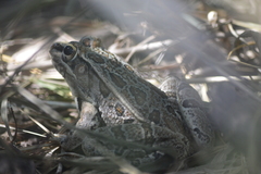 Lithobates berlandieri
