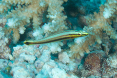 Hologymnosus doliatus