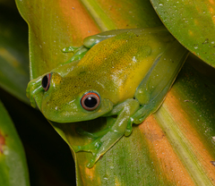 Guinle Treefrog photo 3