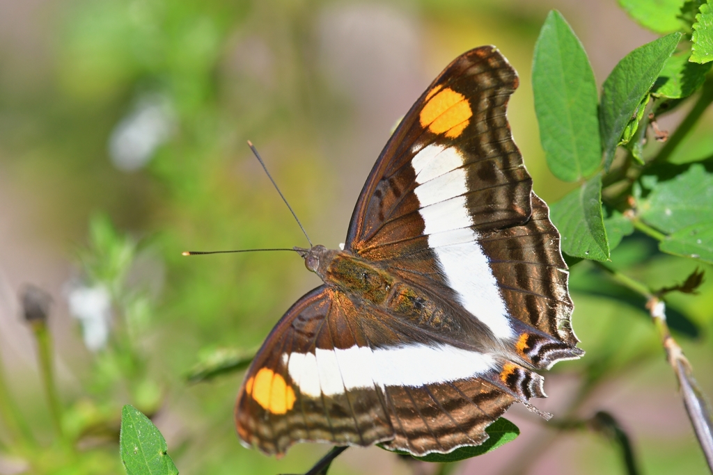 Mariposa emperador (Tizimín y sus mariposas) · iNaturalist