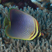 曲紋蝴蝶魚 - Photo 由 Mark Rosenstein 所上傳的 (c) Mark Rosenstein，保留部份權利CC BY-NC-SA