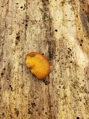 Crepidotus fraxinicola