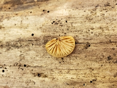 Crepidotus fraxinicola