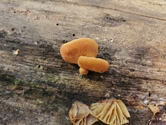 Crepidotus fraxinicola