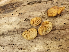 Crepidotus fraxinicola