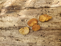 Crepidotus fraxinicola