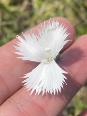Dianthus fragrans, photograph (c) Илья Руденко, some rights reserved (CC BY)