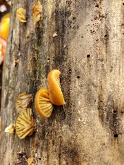 Crepidotus fraxinicola