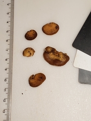 Crepidotus fraxinicola